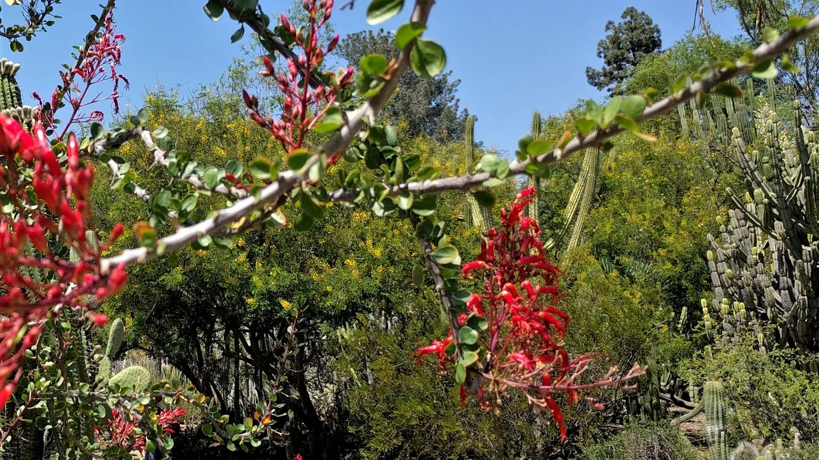 Palo Adan (Fouquieria Diguetii) — tree-like succulent is distinguished by its narrow