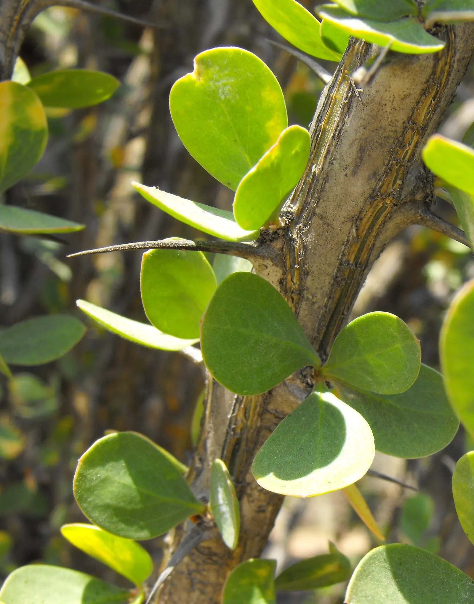 Palo Adan (Fouquieria Diguetii) — Spring brings tubular red flowers, attracting pollinators