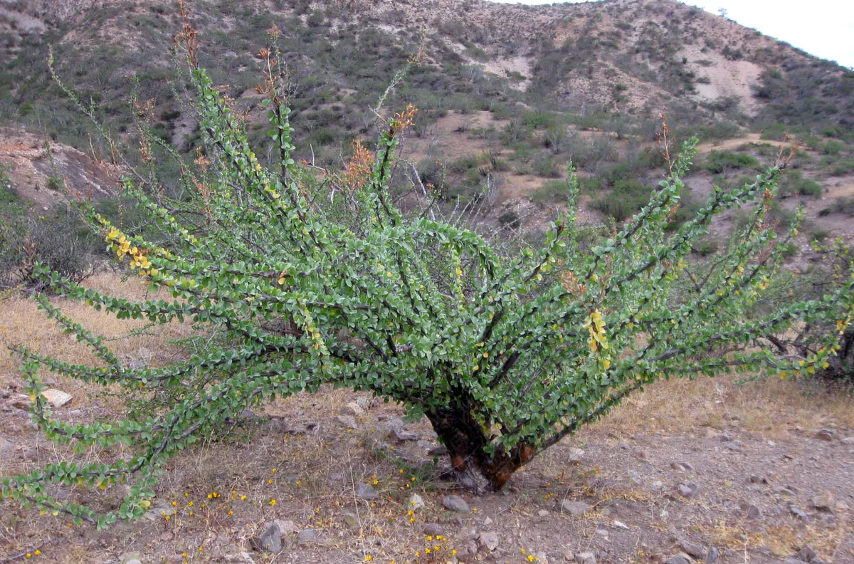 Palo Adan (Fouquieria Diguetii) — Native to Mexican deserts