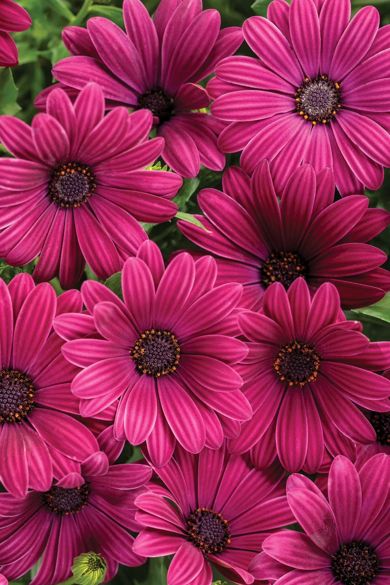 Purple African Daisy (Osteospermum) — purple flowers in the garden