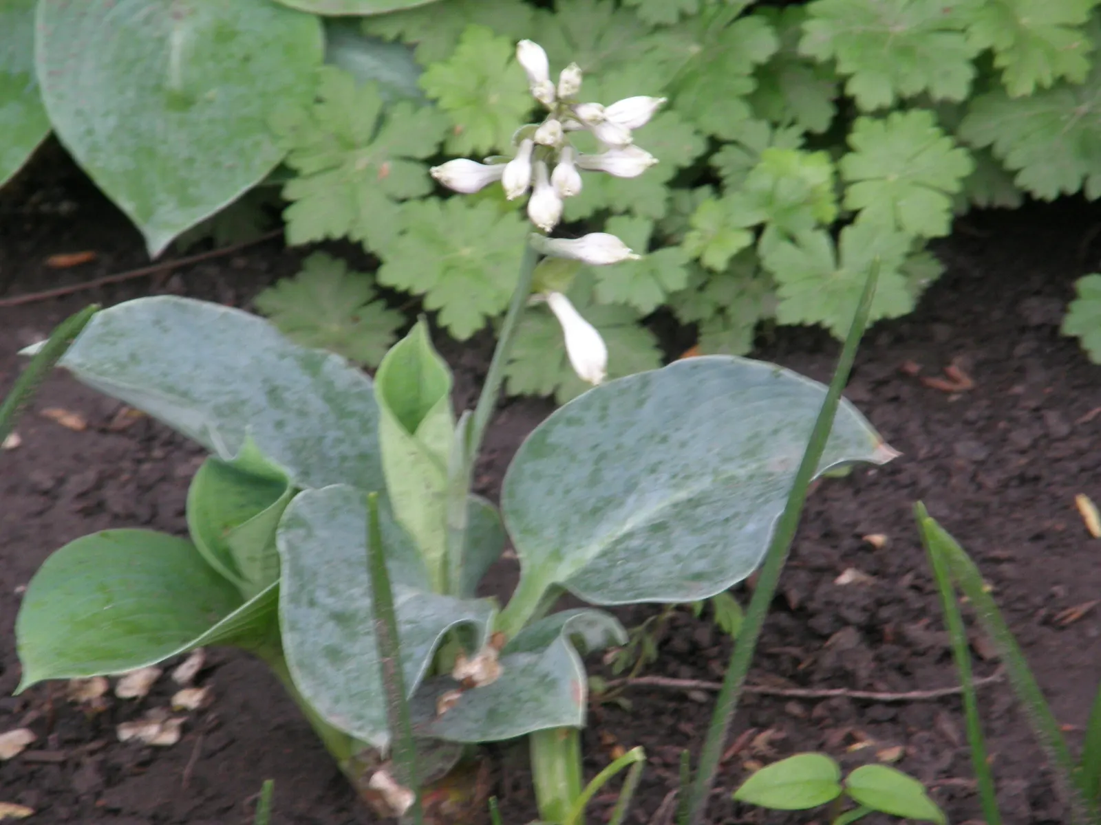 Hosta Species (Hosta Sp.) — purple flowers in the garden
