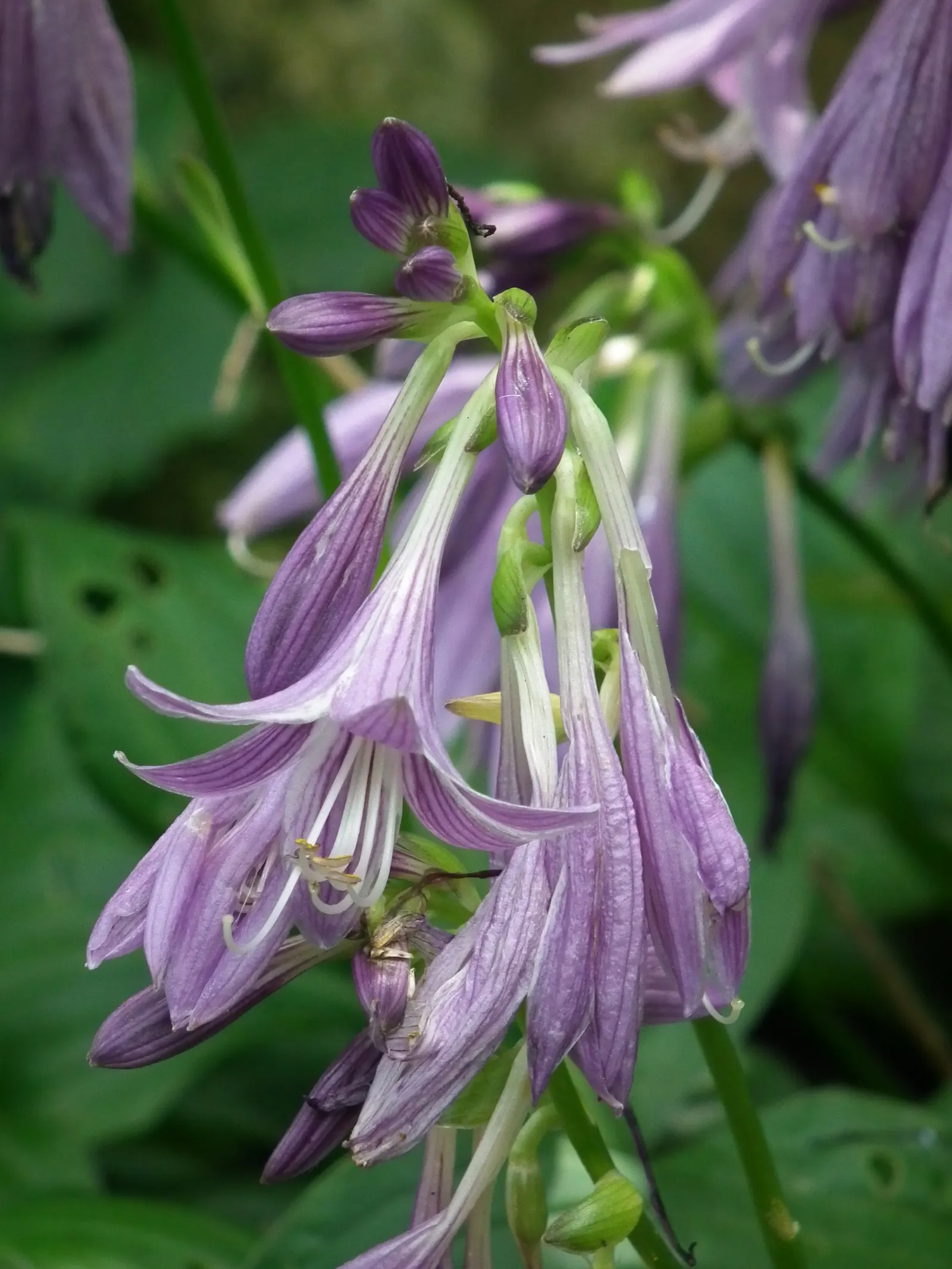 Hosta Species (Hosta Sp.) — It requires well-drained soil with pH levels ranging from 6.5 to 7.5; often featuring striking variegation, image 64