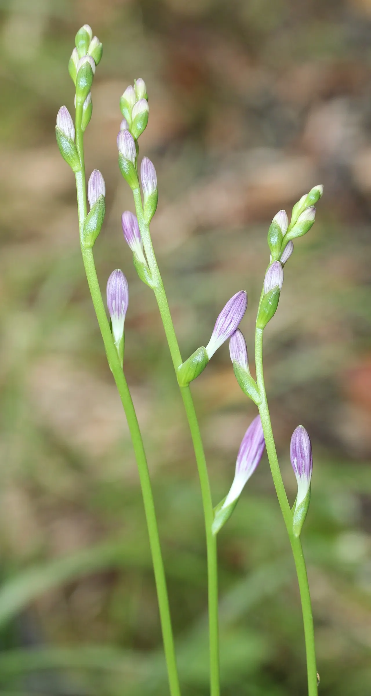 Hosta Species (Hosta Sp.) — are herbaceous perennials prized for their lush foliage which varies from vibrant green to gold; preferring dappled to full shade