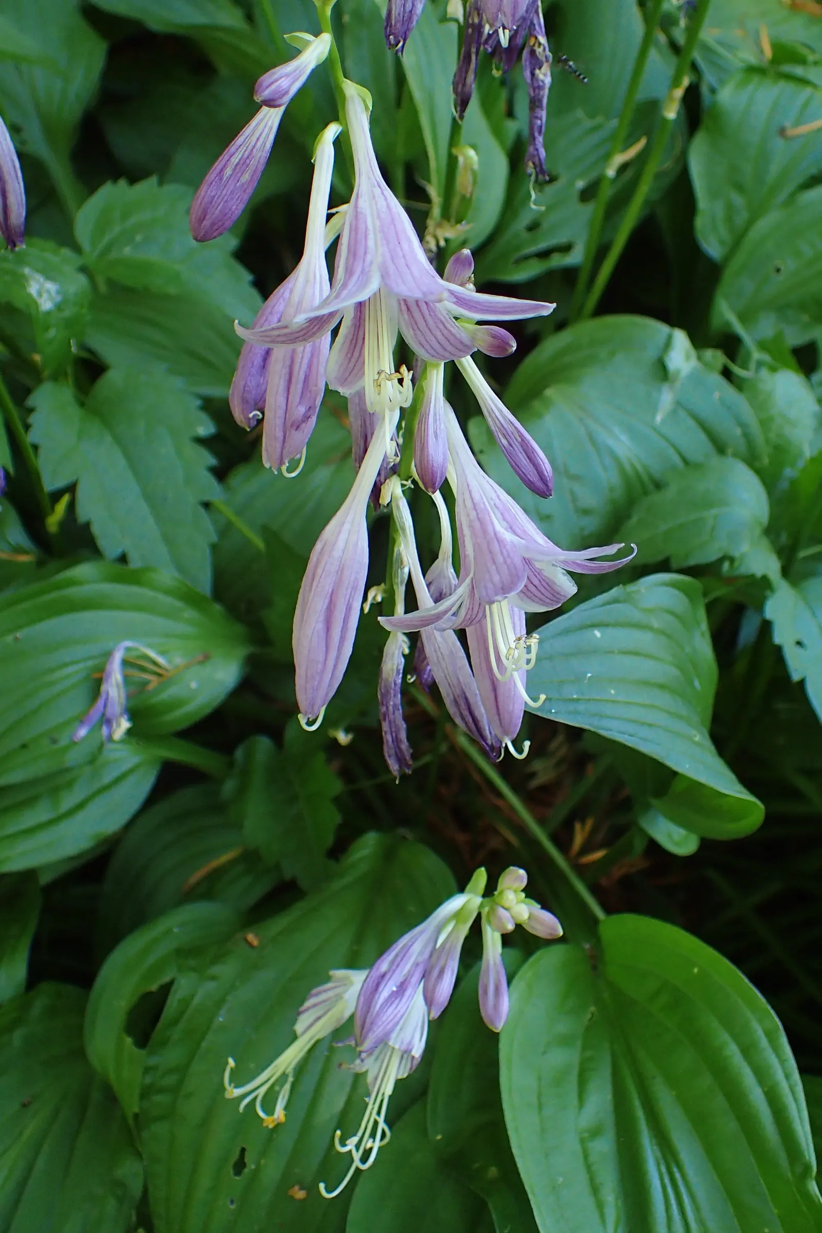 Hosta Species (Hosta Sp.) — To further nurture your hostas, apply a liberal mulch of organic matter such as leaf mold or compost annually; with a spread that