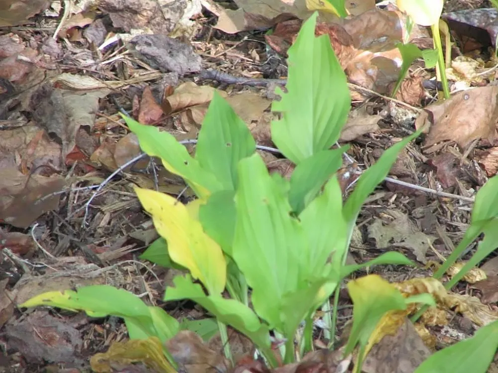 Hosta Species (Hosta Sp.) — Boasting a remarkable diversity in leaf color; are indispensable perennials for shading gardens with their lush foliage, image 61