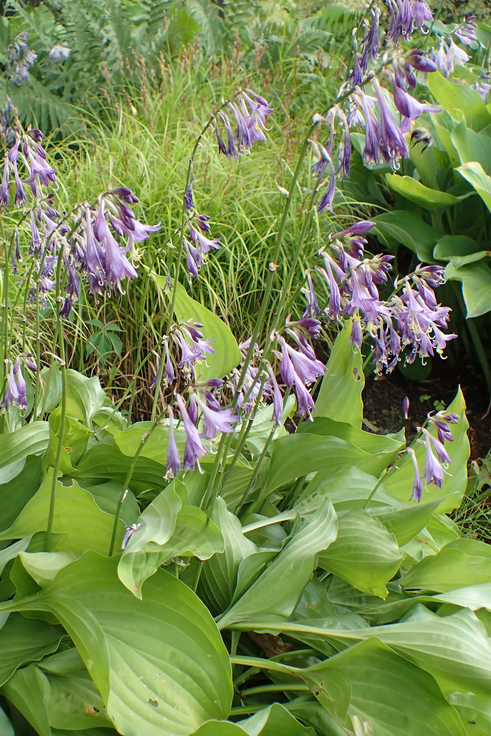 Hosta Species (Hosta Sp.) — hostas send up spikes of bell-shaped flowers