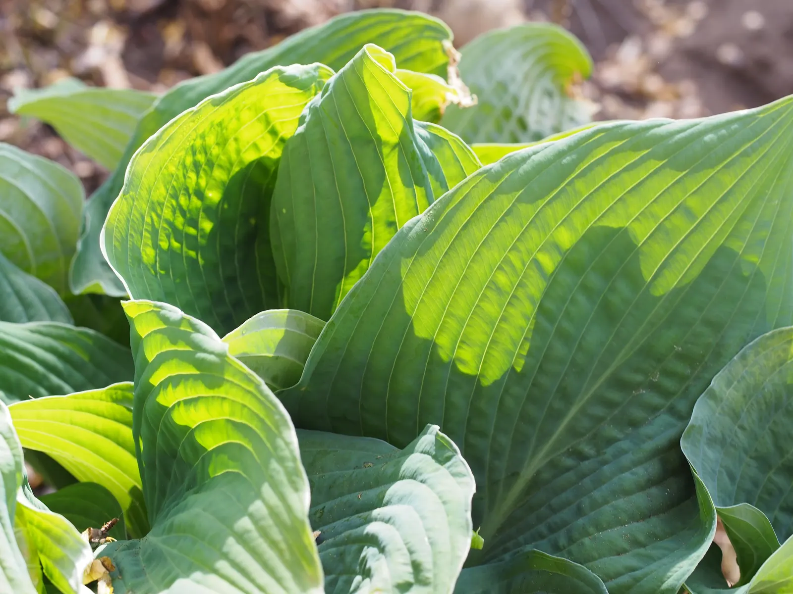 Hosta Species (Hosta Sp.) — preferring dappled to full shade; with their serene beauty and easy care, image 63