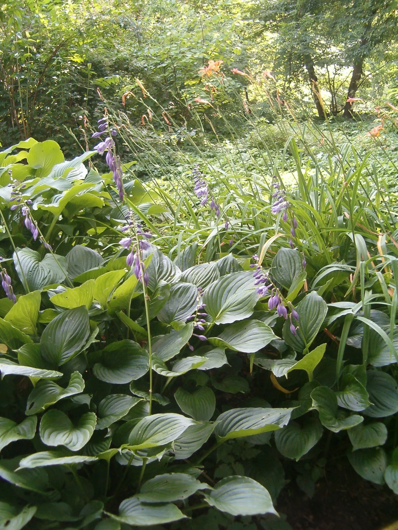 Hosta Species (Hosta Sp.) — These shade-loving plants typically range from 6 to 48 inches in height and can spread up to 60 inches wide; ground cover /