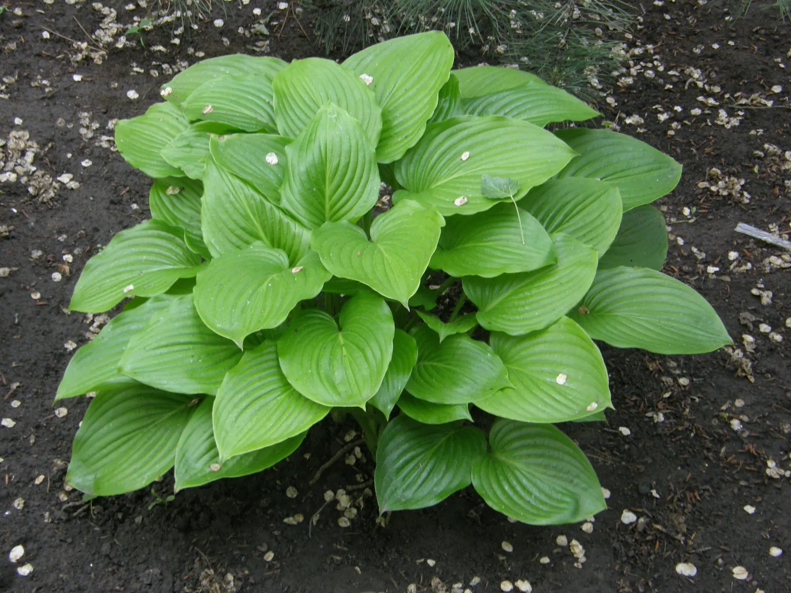 Hosta Species (Hosta Sp.) — They should be watered regularly, especially during dry spells, but take care to avoid waterlogging