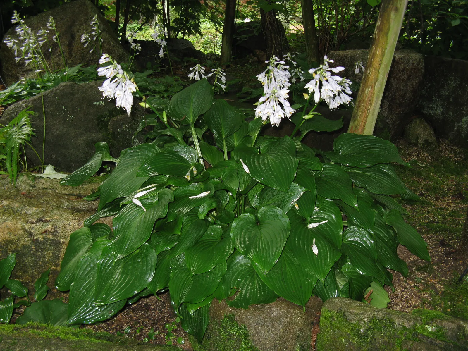 Hosta Species (Hosta Sp.) — Utilizing their diverse leaf shapes and textures; they excel in providing ground cover and contrast in shade gardens or, image 57