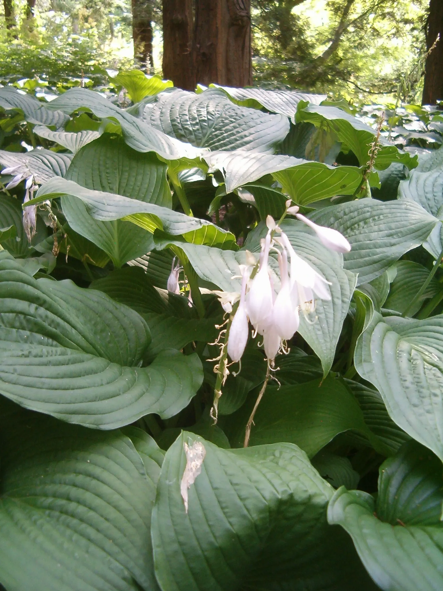Hosta Species (Hosta Sp.) — Mature hostas can range from a modest 6 inches to an impressive 4 feet in height; a hosta will thrive in USDA Hardiness Zones 3