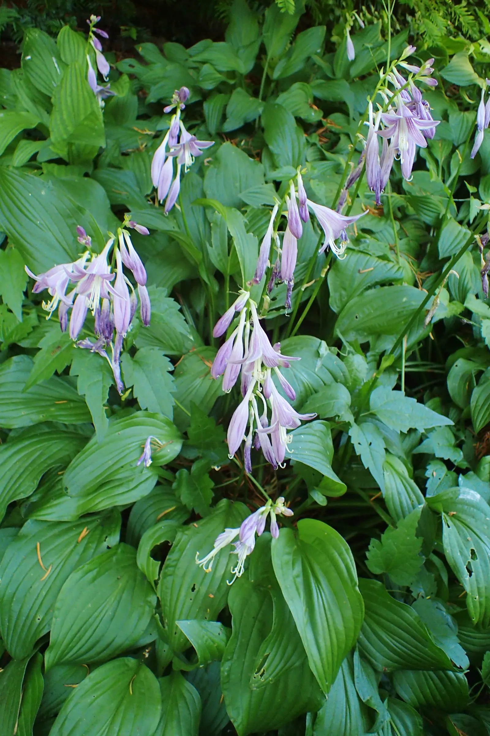 Hosta Species (Hosta Sp.) — preferring dappled to full shade; with their serene beauty and easy care