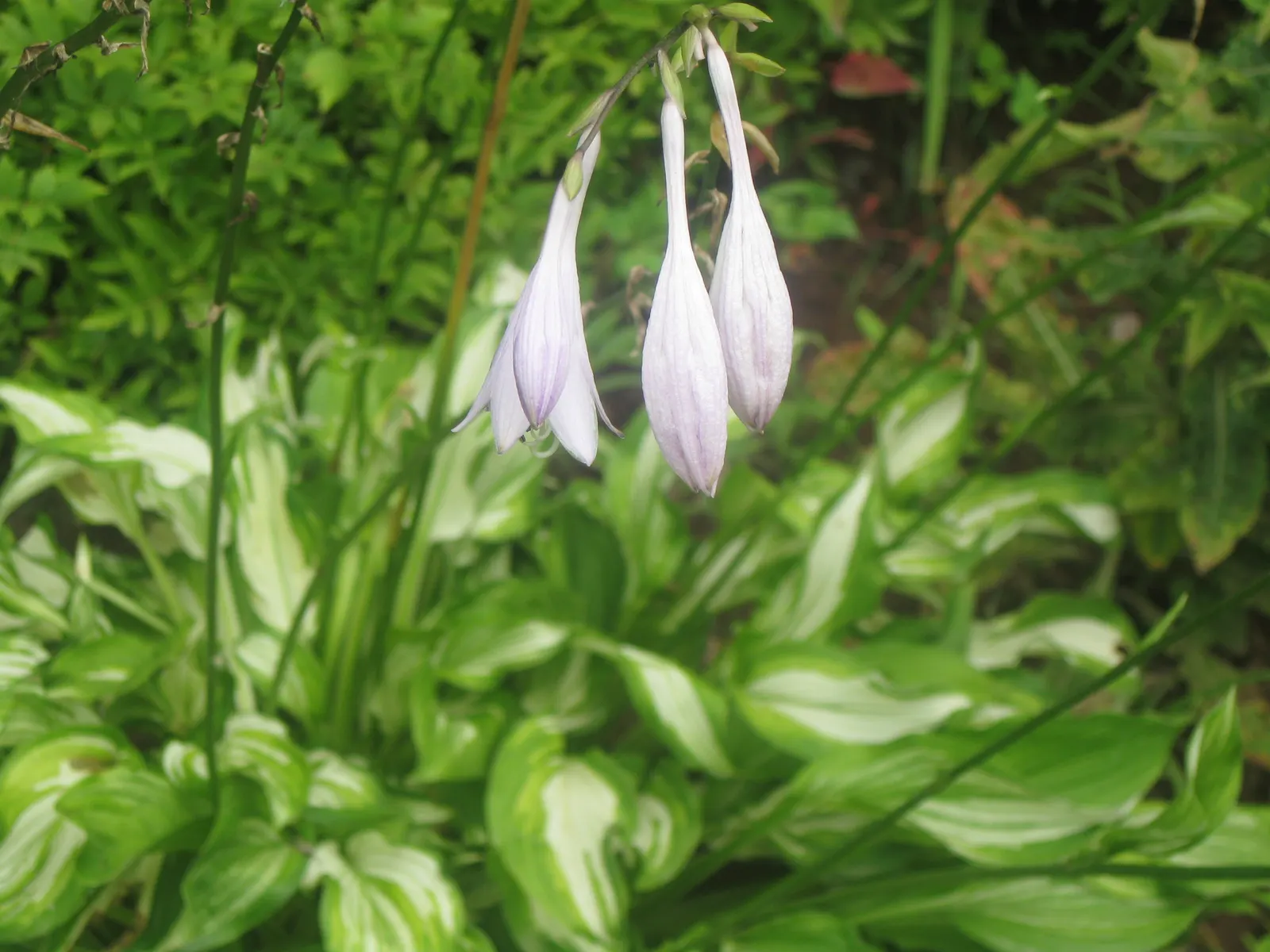 Hosta Species (Hosta Sp.) — are herbaceous perennials prized for their lush foliage which varies from vibrant green to gold