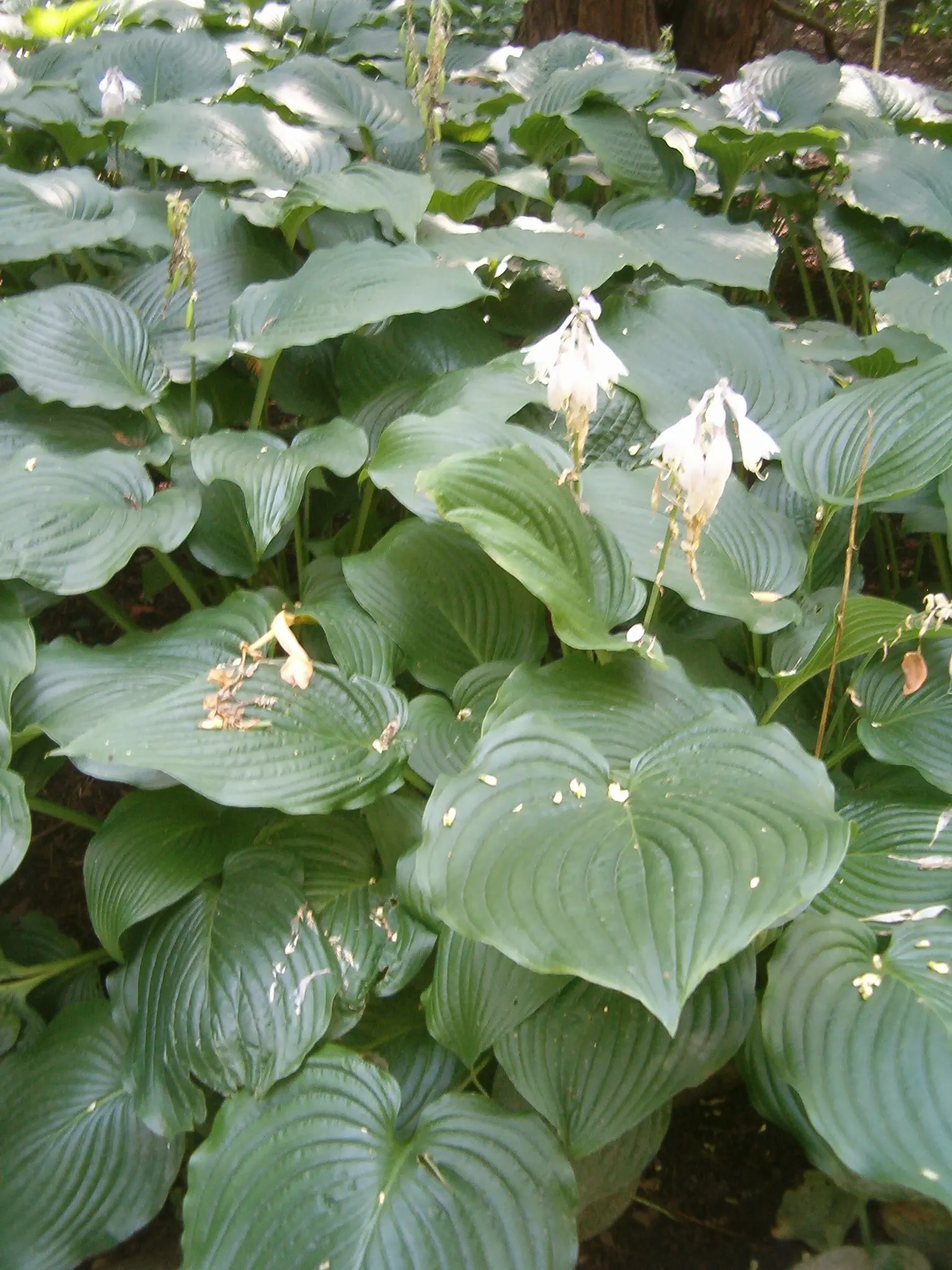 Hosta Species (Hosta Sp.) — ground cover / perennial for deep shade or half or shade; hostas are an excellent choice for both novice gardeners and seasoned