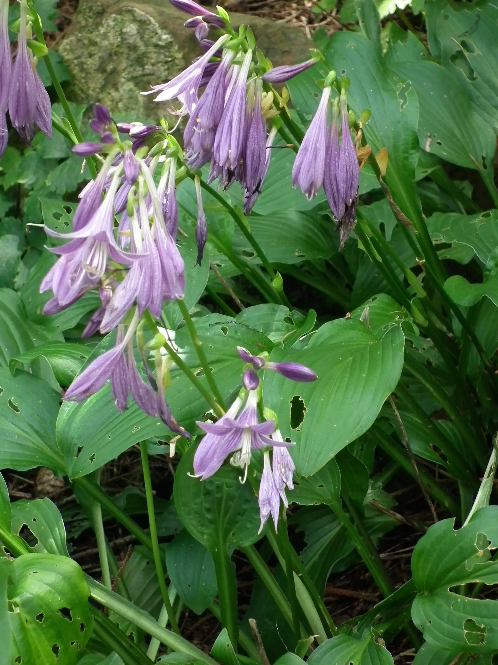 Hosta Species (Hosta Sp.) — Hardy and low maintenance, they thrive in USDA zones 3‚Äì9; they should be watered regularly, especially during dry, image 59