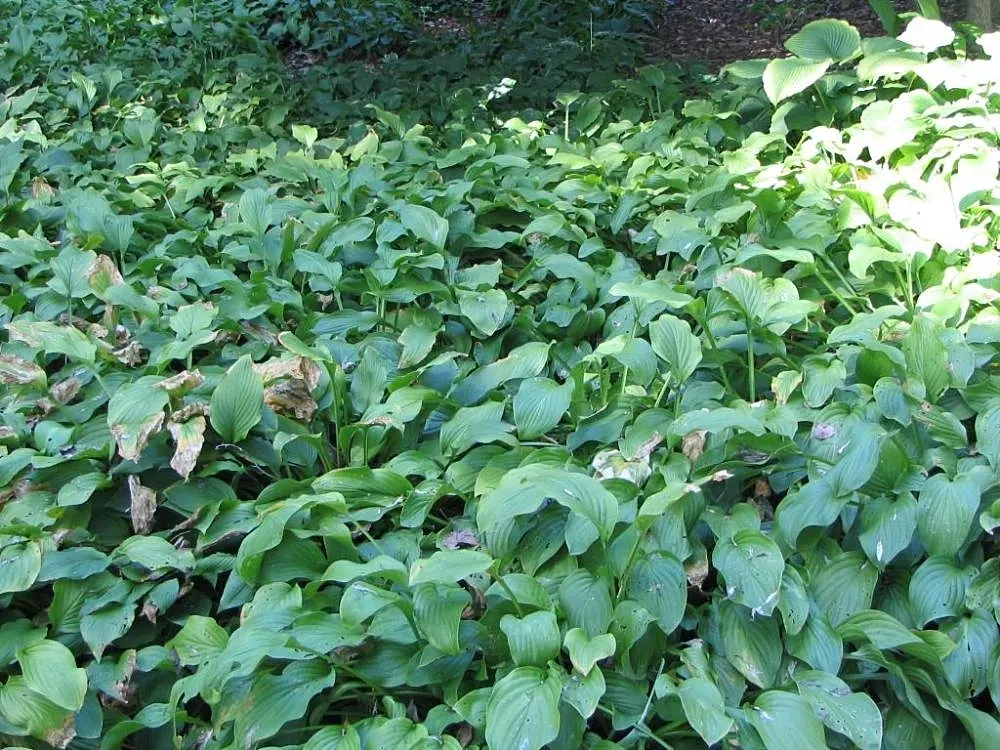 Hosta Species (Hosta Sp.) — These shade-loving plants typically range from 6 to 48 inches in height and can spread up to 60 inches wide