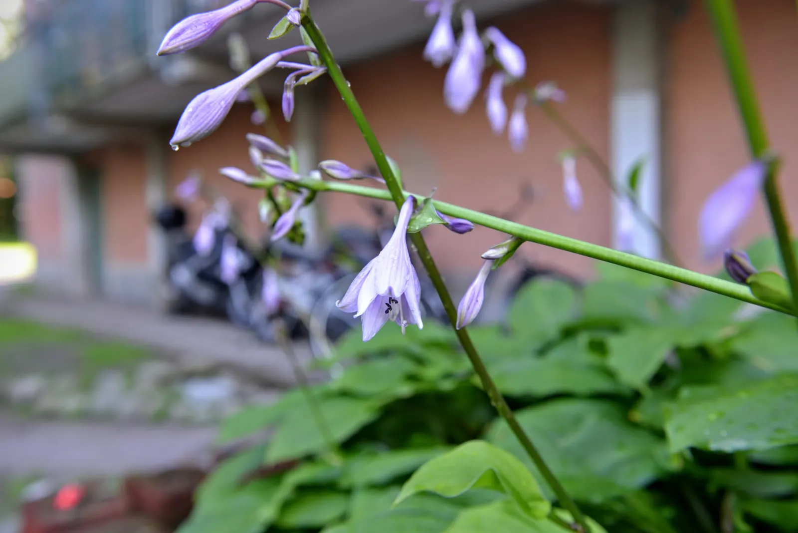 Hosta Species (Hosta Sp.) — These shade-loving plants typically range from 6 to 48 inches in height and can spread up to 60 inches wide; ground, image 56