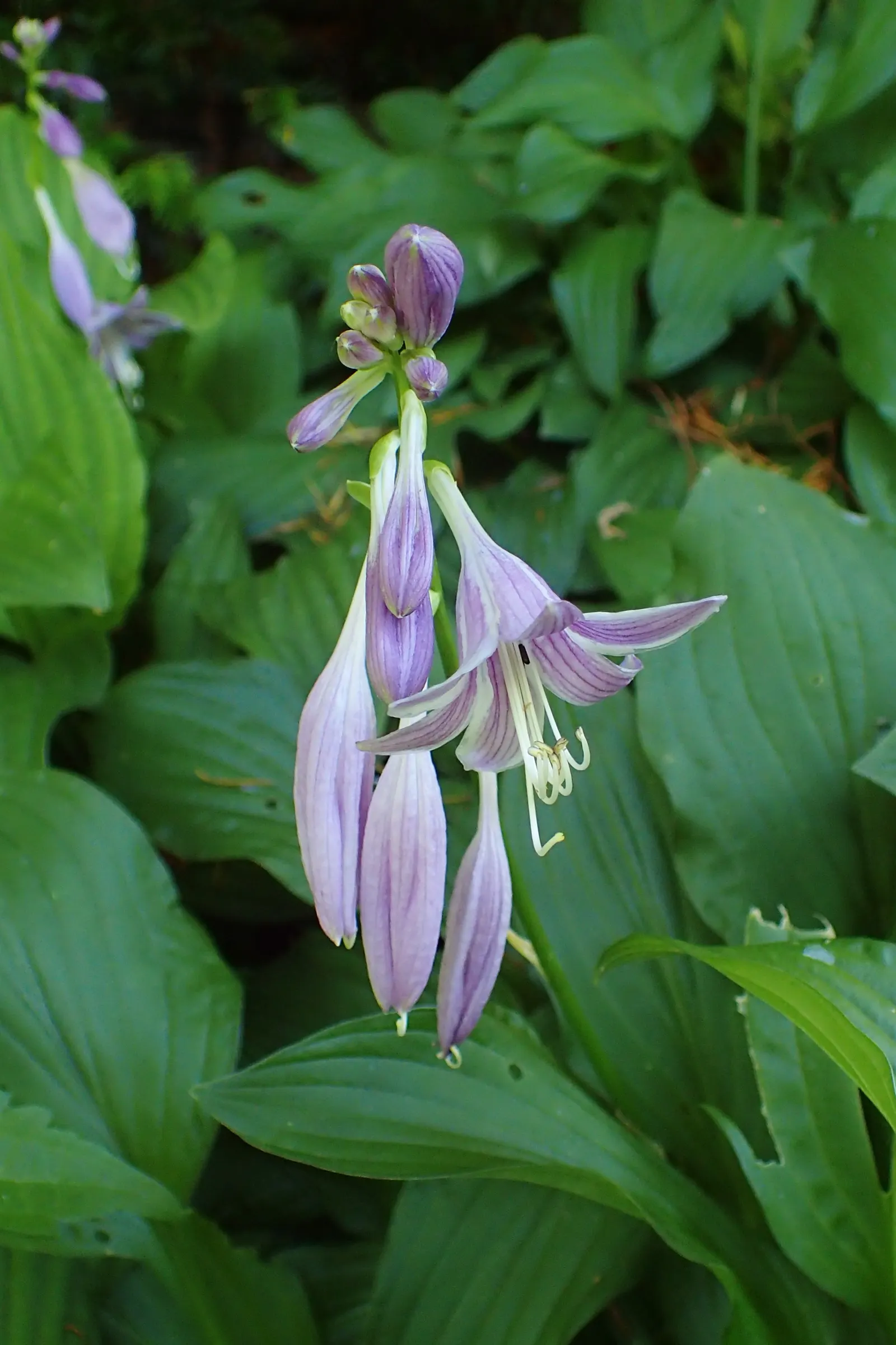 Hosta Species (Hosta Sp.) — To further nurture your hostas, apply a liberal mulch of organic matter such as leaf mold or compost annually