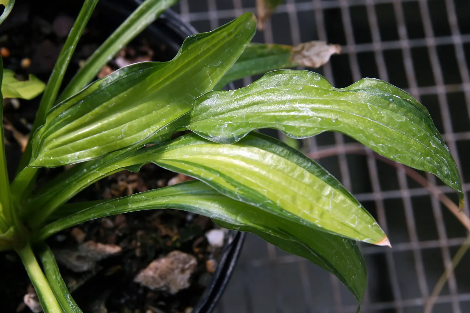 Hosta Species (Hosta Sp.) — are indispensable perennials for shading gardens with their lush foliage and graceful blooms