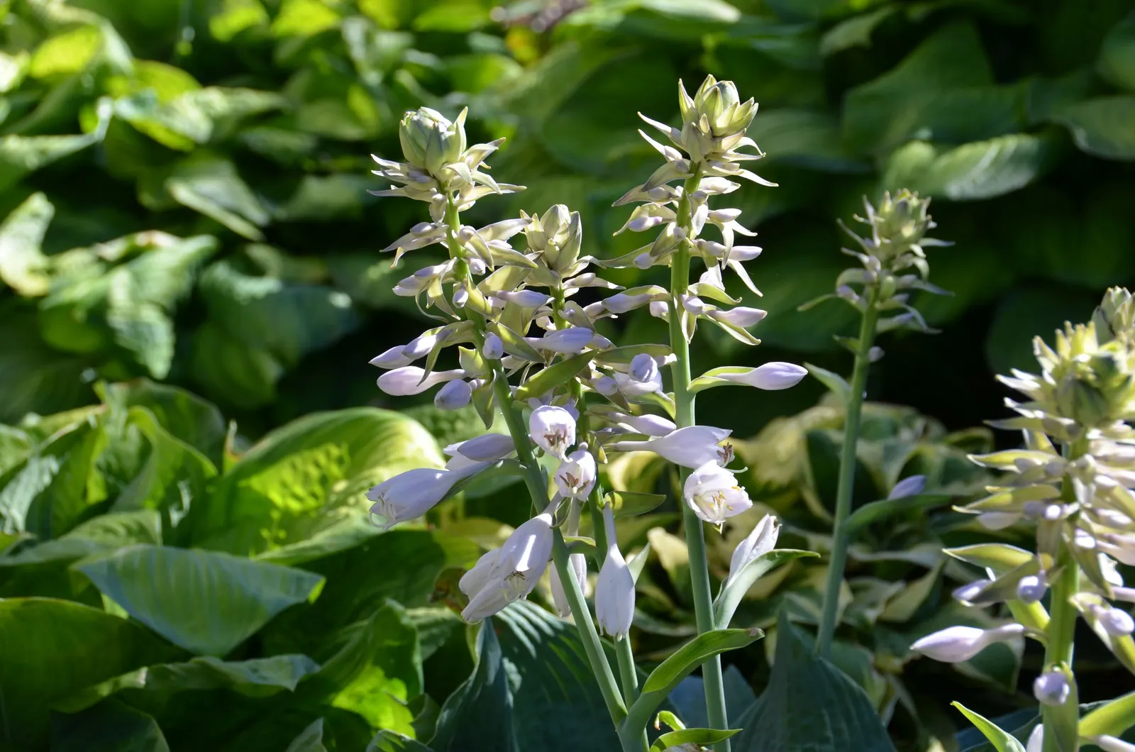 Hosta Species (Hosta Sp.) — It requires well-drained soil with pH levels ranging from 6.5 to 7.5