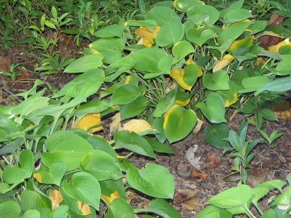 Hosta Species (Hosta Sp.) — preferring dappled to full shade