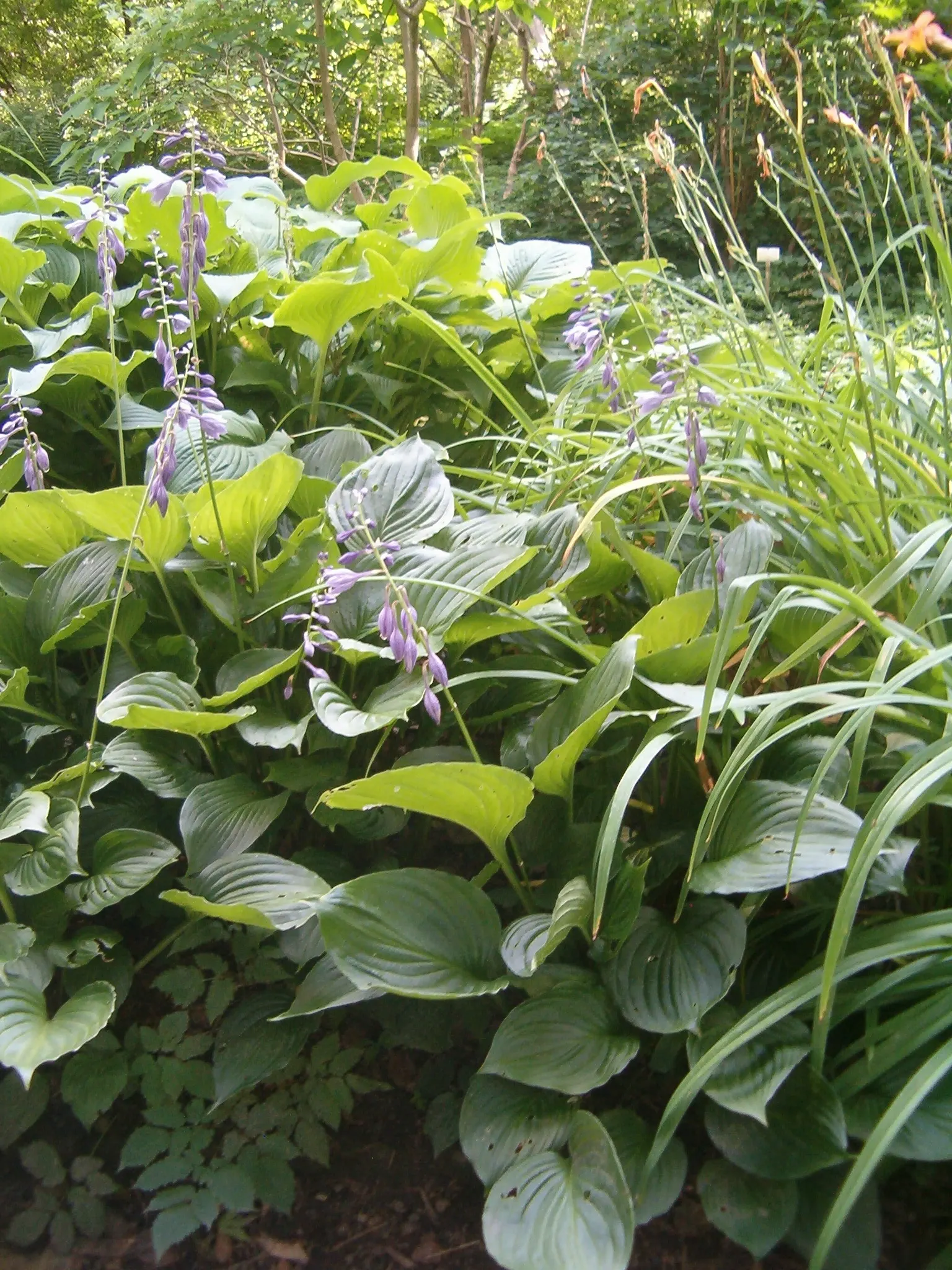 Hosta Species (Hosta Sp.) — Boasting a remarkable diversity in leaf color; are indispensable perennials for shading gardens with their lush foliage and