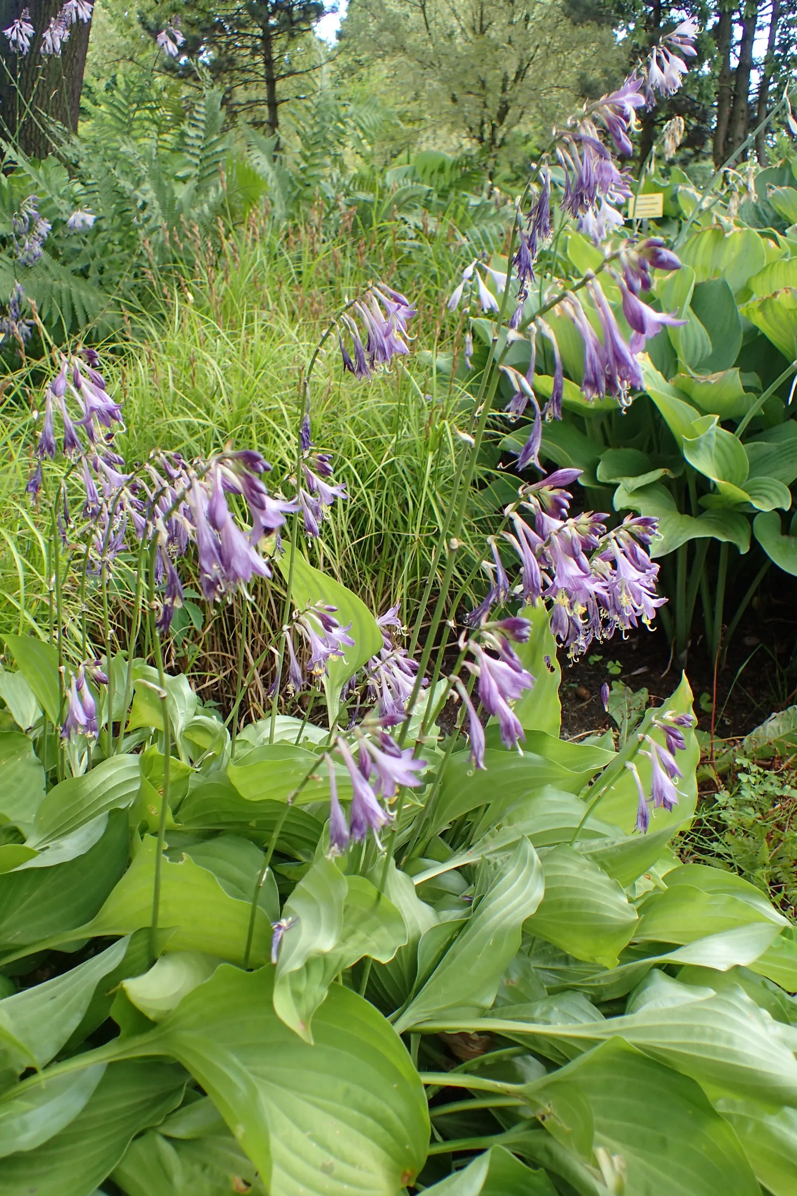 Hosta Species (Hosta Sp.) — Mature hostas can range from a modest 6 inches to an impressive 4 feet in height