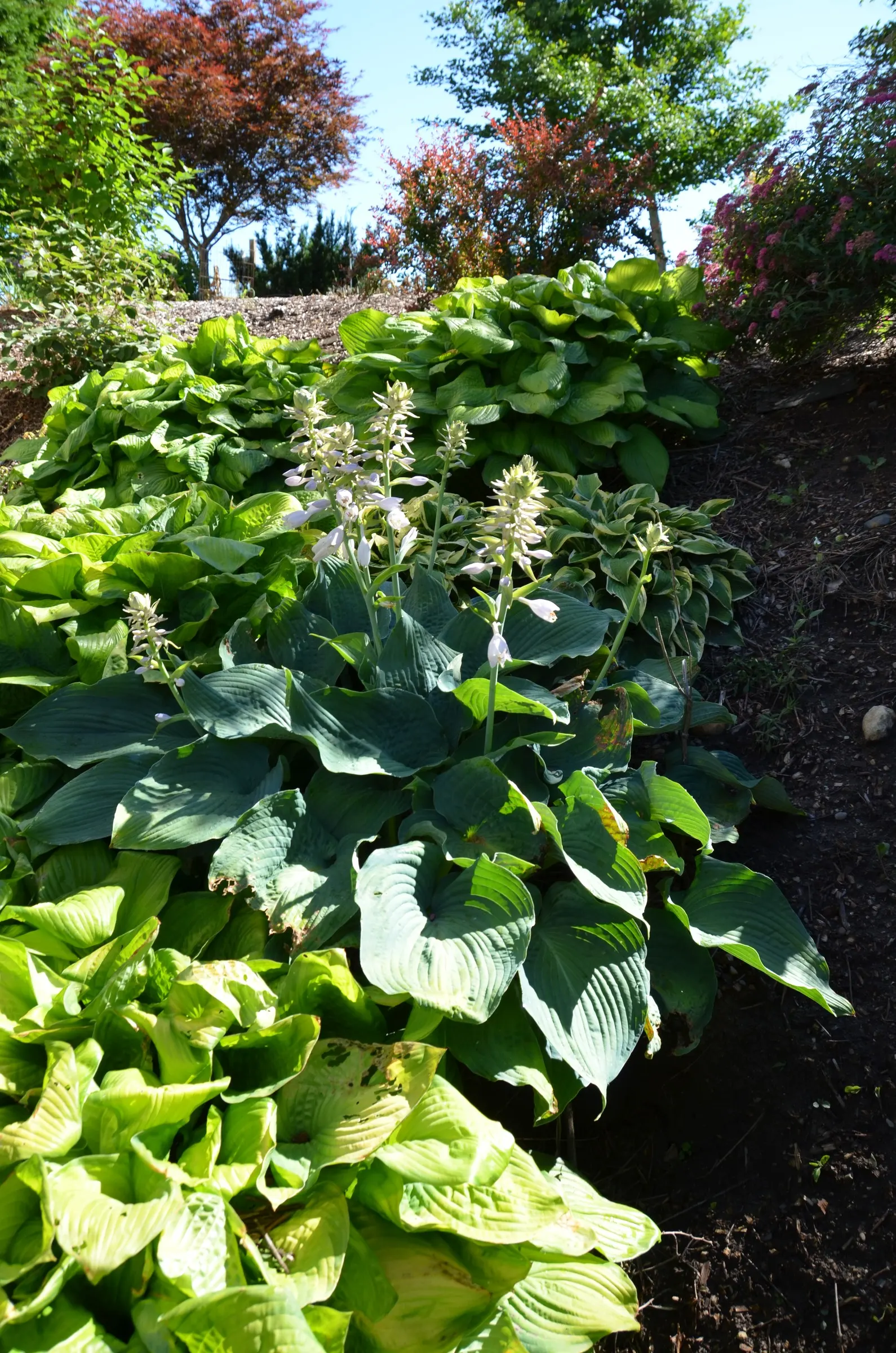 Hosta Species (Hosta Sp.) — hostas are an excellent choice for both novice gardeners and seasoned landscape architects