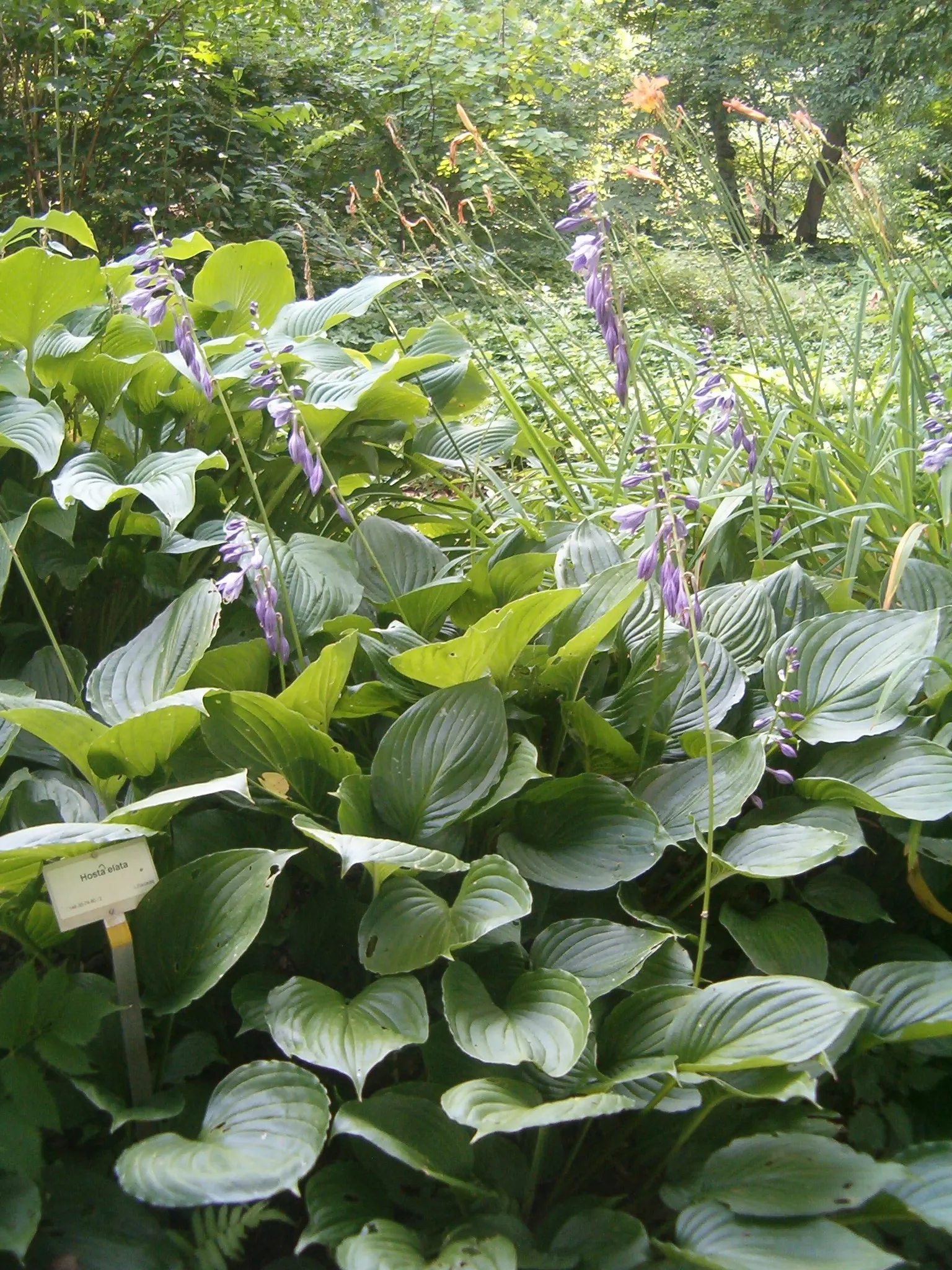Hosta Species (Hosta Sp.) — They should be watered regularly, especially during dry spells, but take care to avoid waterlogging; hardy and low maintenance