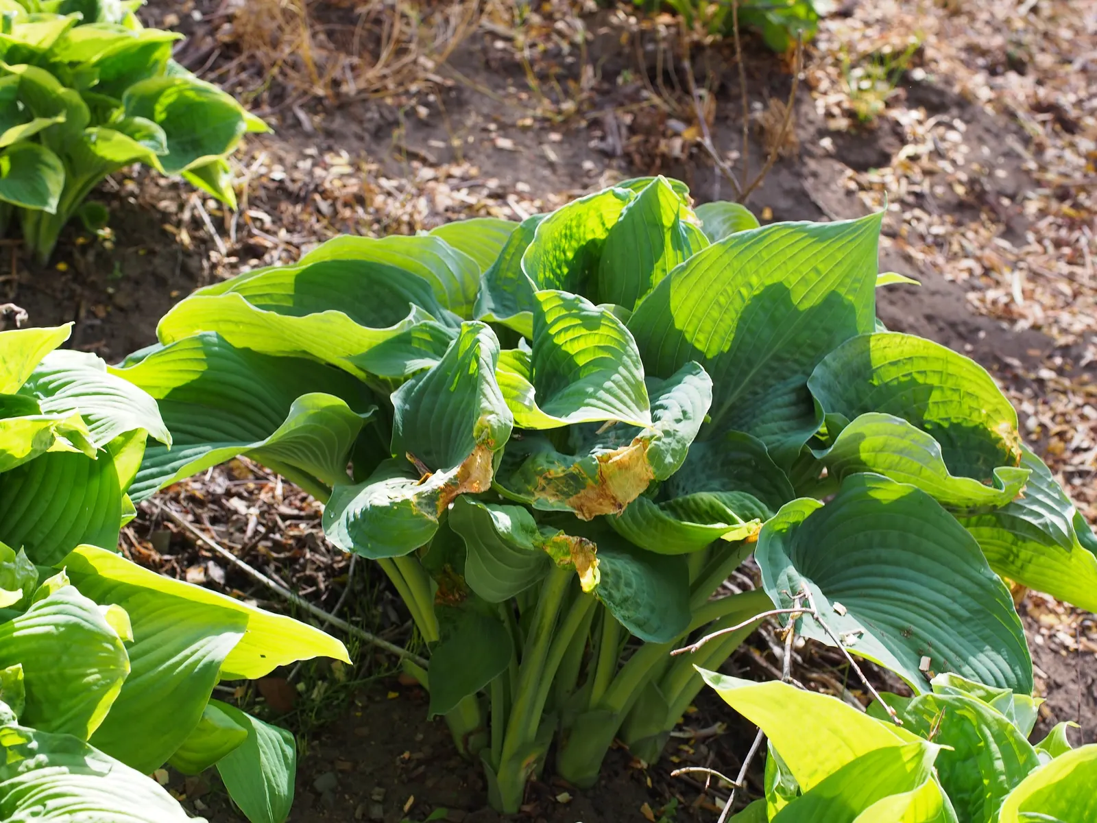 Hosta Species (Hosta Sp.) — which can range in color from white to lavender.<br><br>For optimal growth