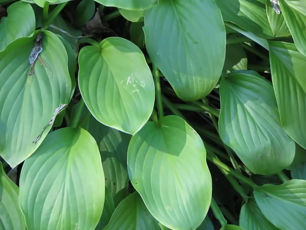 Hosta Species (Hosta Sp.) — Mature hostas can range from a modest 6 inches to an impressive 4 feet in height; a hosta will thrive in USDA Hardiness, image 65