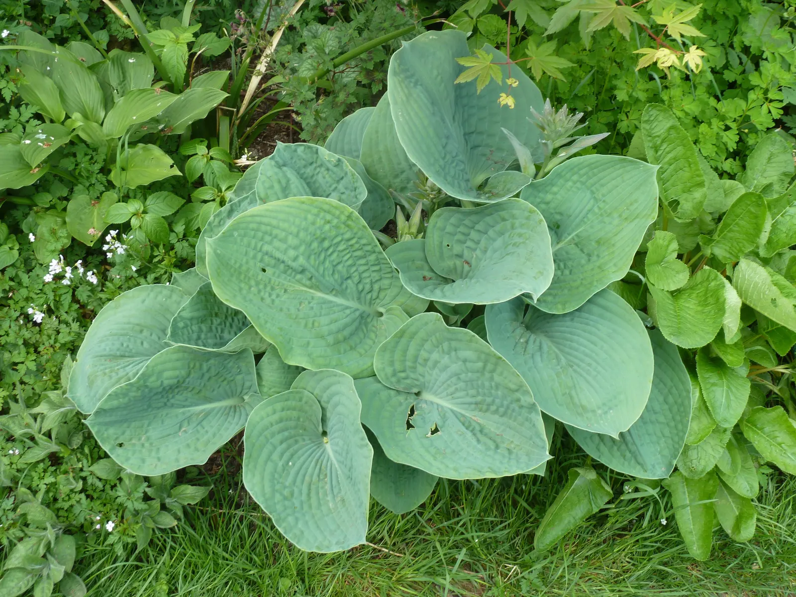 Hosta Species (Hosta Sp.) — a hosta will thrive in USDA Hardiness Zones 3 through 9; providing extensive ground cover.<br><br>Their foliage is, image 62