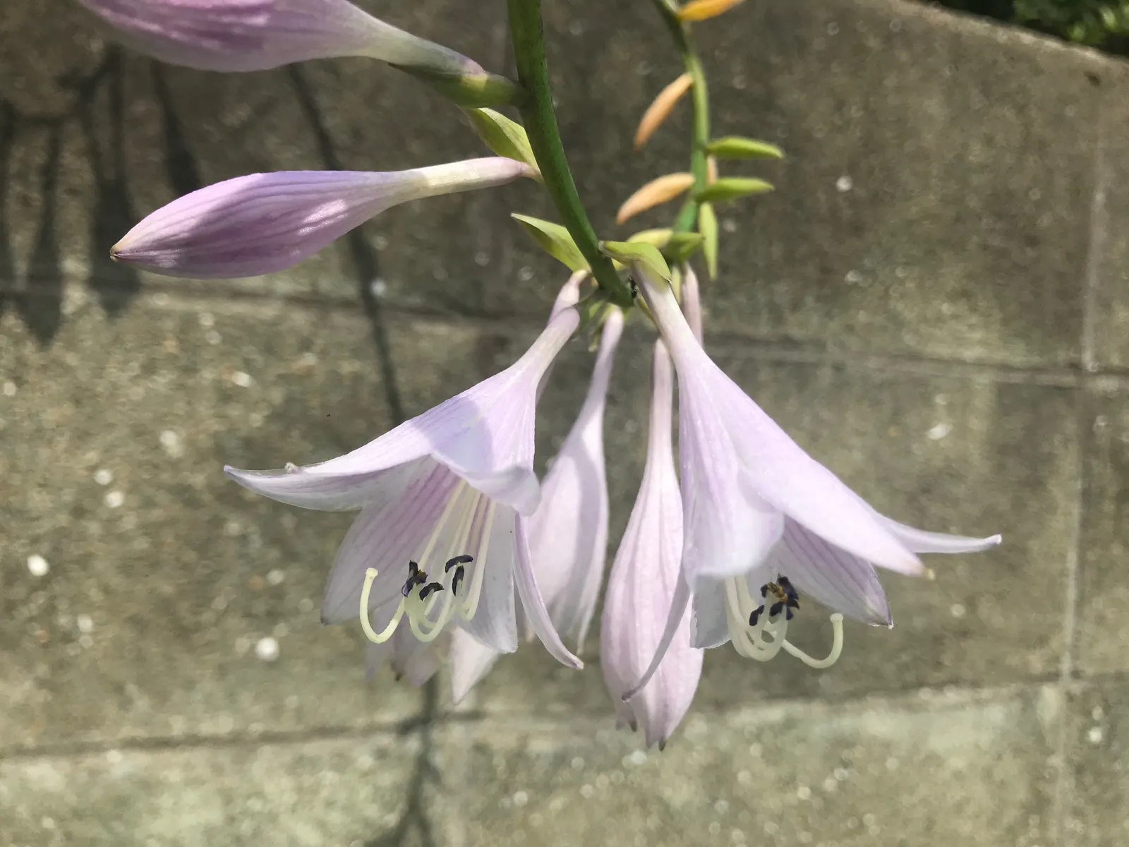Hosta Species (Hosta Sp.) — commonly known as hostas or plantain lilies; these shade-loving plants typically range from 6 to 48 inches in height, image 53