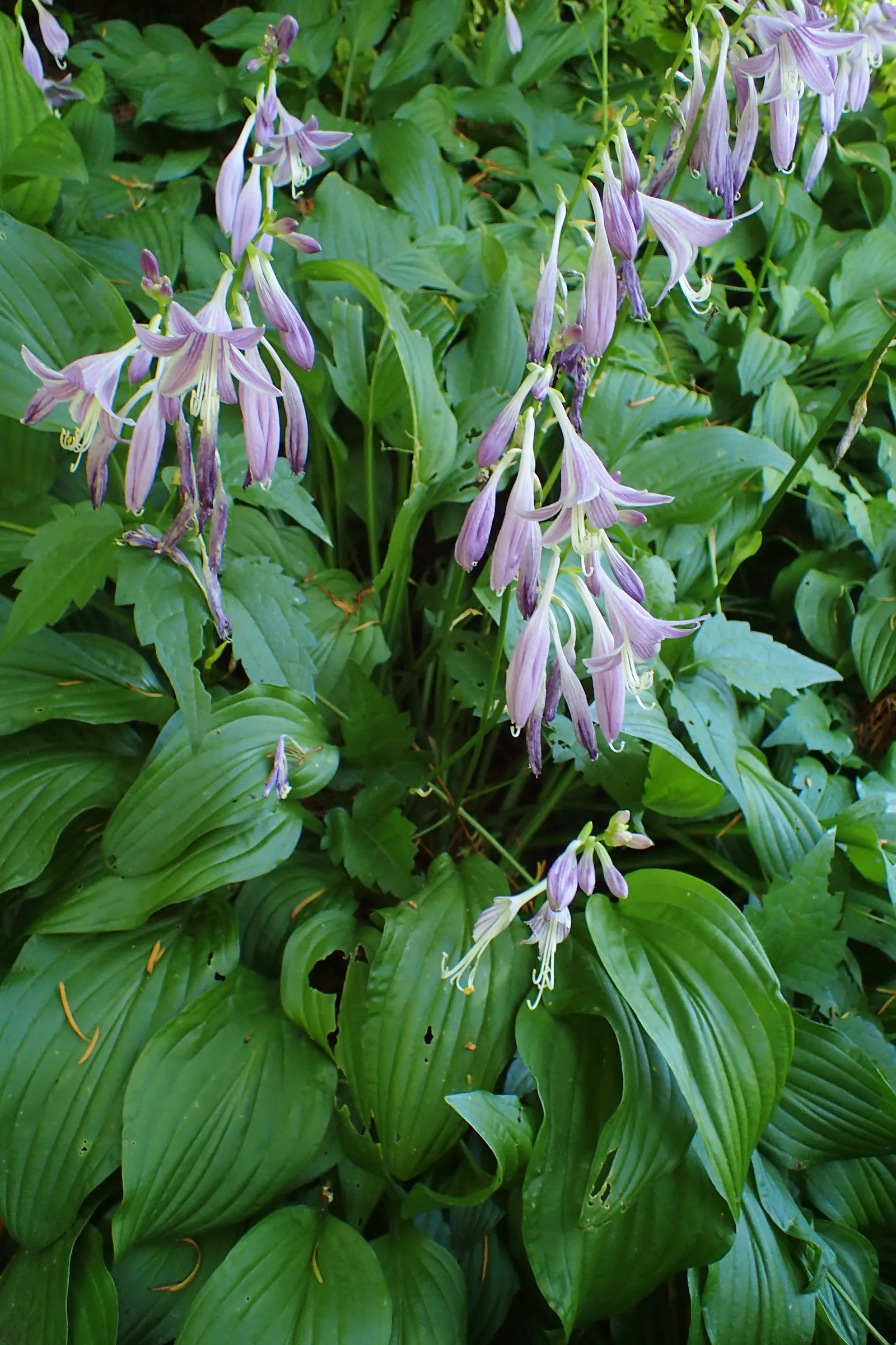 Hosta Species (Hosta Sp.) — hostas send up spikes of bell-shaped flowers; it requires well-drained soil with pH levels ranging from 6.5 to 7.5