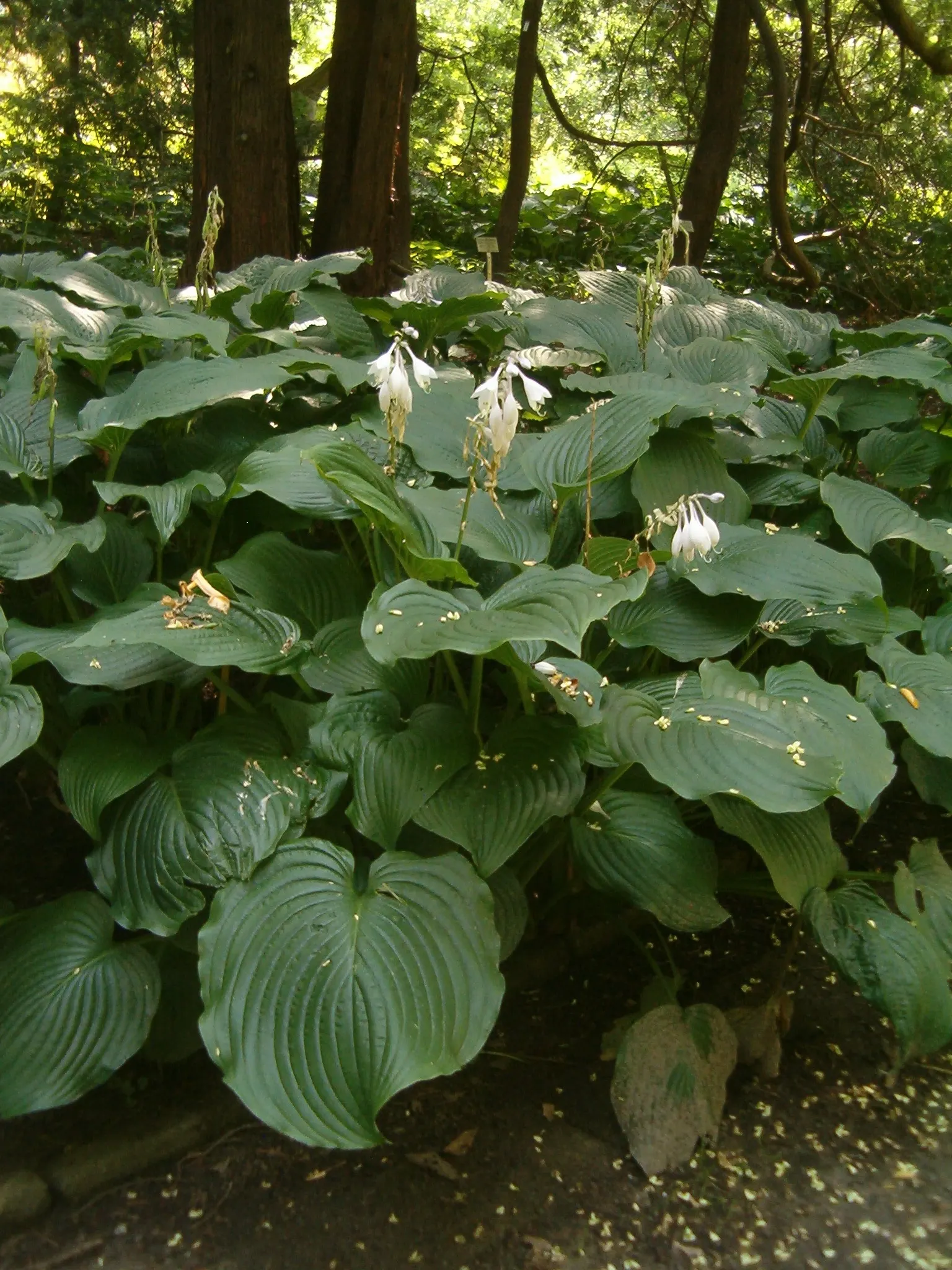 Hosta Species (Hosta Sp.) — With their serene beauty and easy care; to further nurture your hostas, apply a liberal mulch of organic matter such as leaf mold