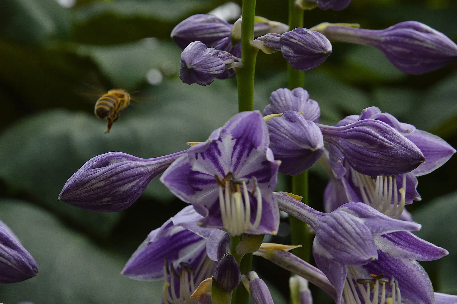 Hosta Species (Hosta Sp.) — ground cover / perennial with purple blooms