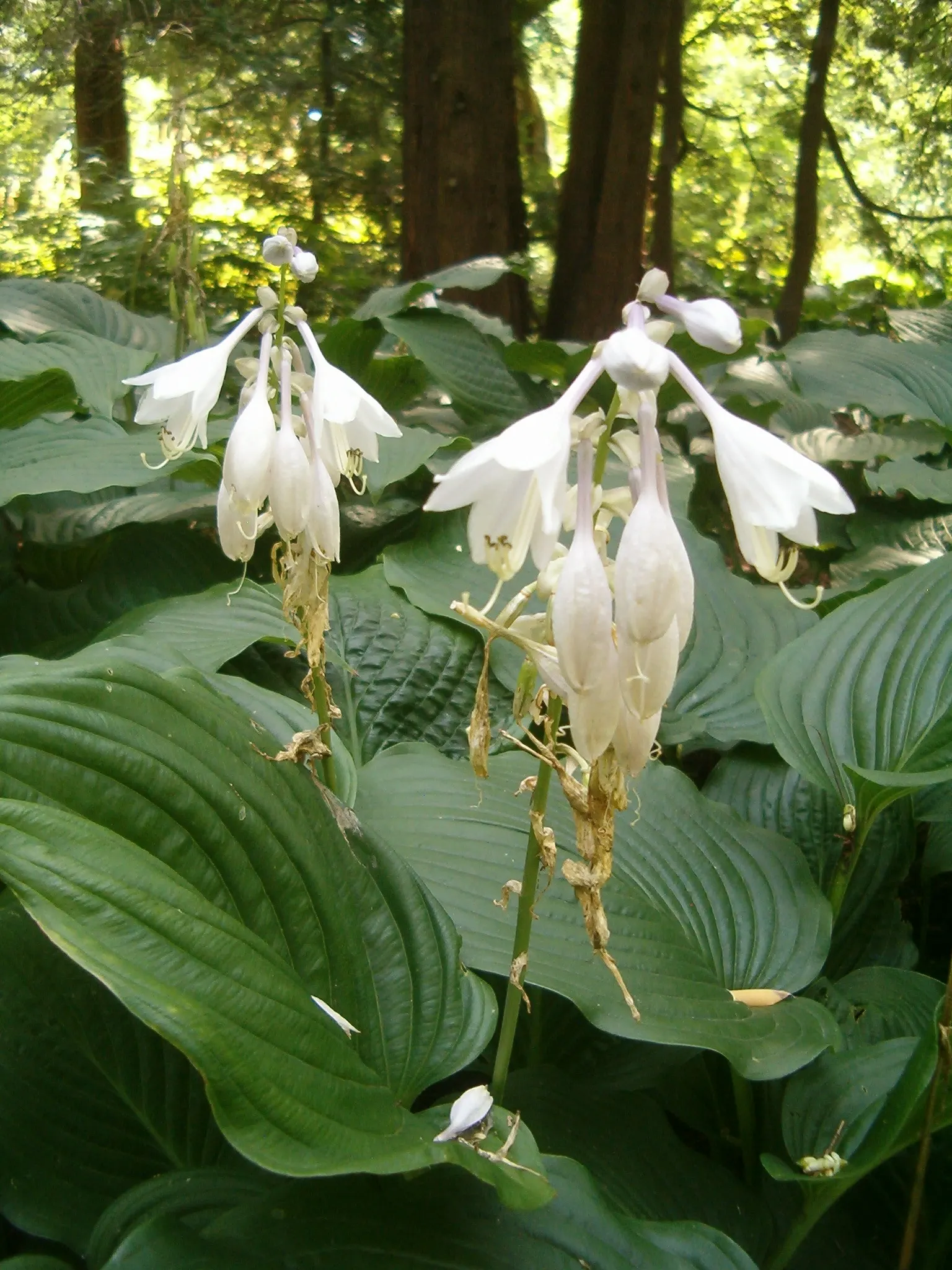 Hosta Species (Hosta Sp.) — they excel in providing ground cover and contrast in shade gardens or woodland settings; mature hostas can range from a, image 58