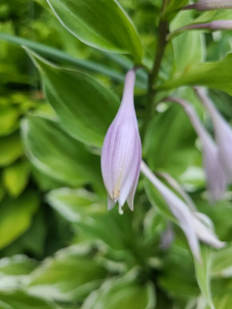 Hosta Species (Hosta Sp.) — often featuring striking variegation; which can range in color from white to lavender.<br><br>For optimal growth