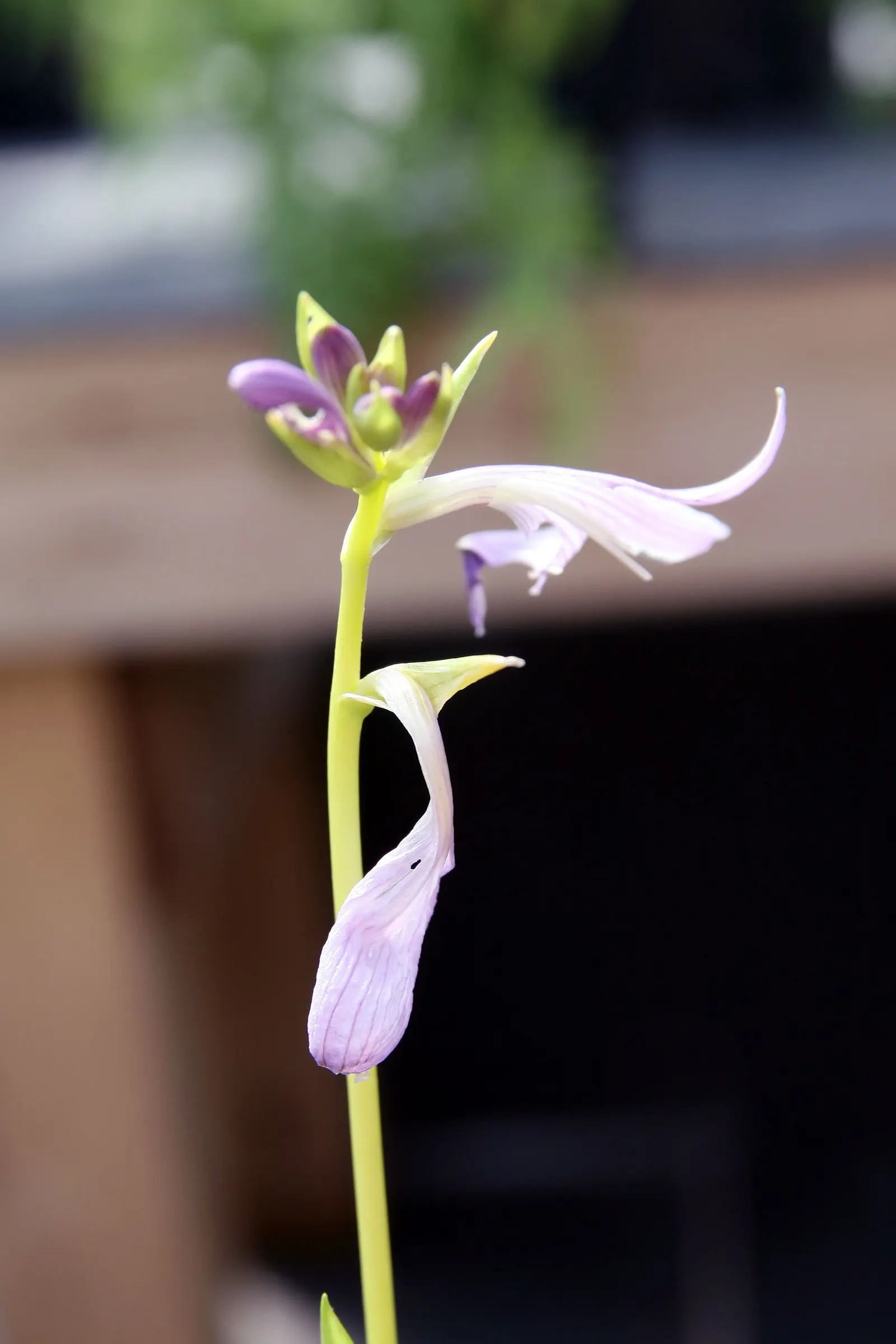 Hosta Species (Hosta Sp.) — Hardy and low maintenance, they thrive in USDA zones 3‚Äì9