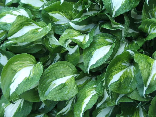 Hosta Species (Hosta Sp.) — ground cover / perennial for deep shade or half or shade