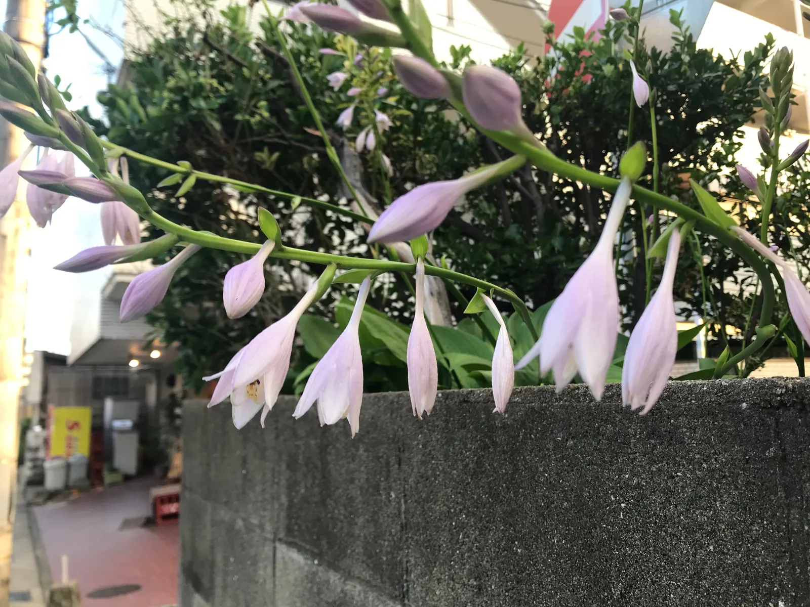 Hosta Species (Hosta Sp.) — they excel in providing ground cover and contrast in shade gardens or woodland settings; mature hostas can range from a modest 6