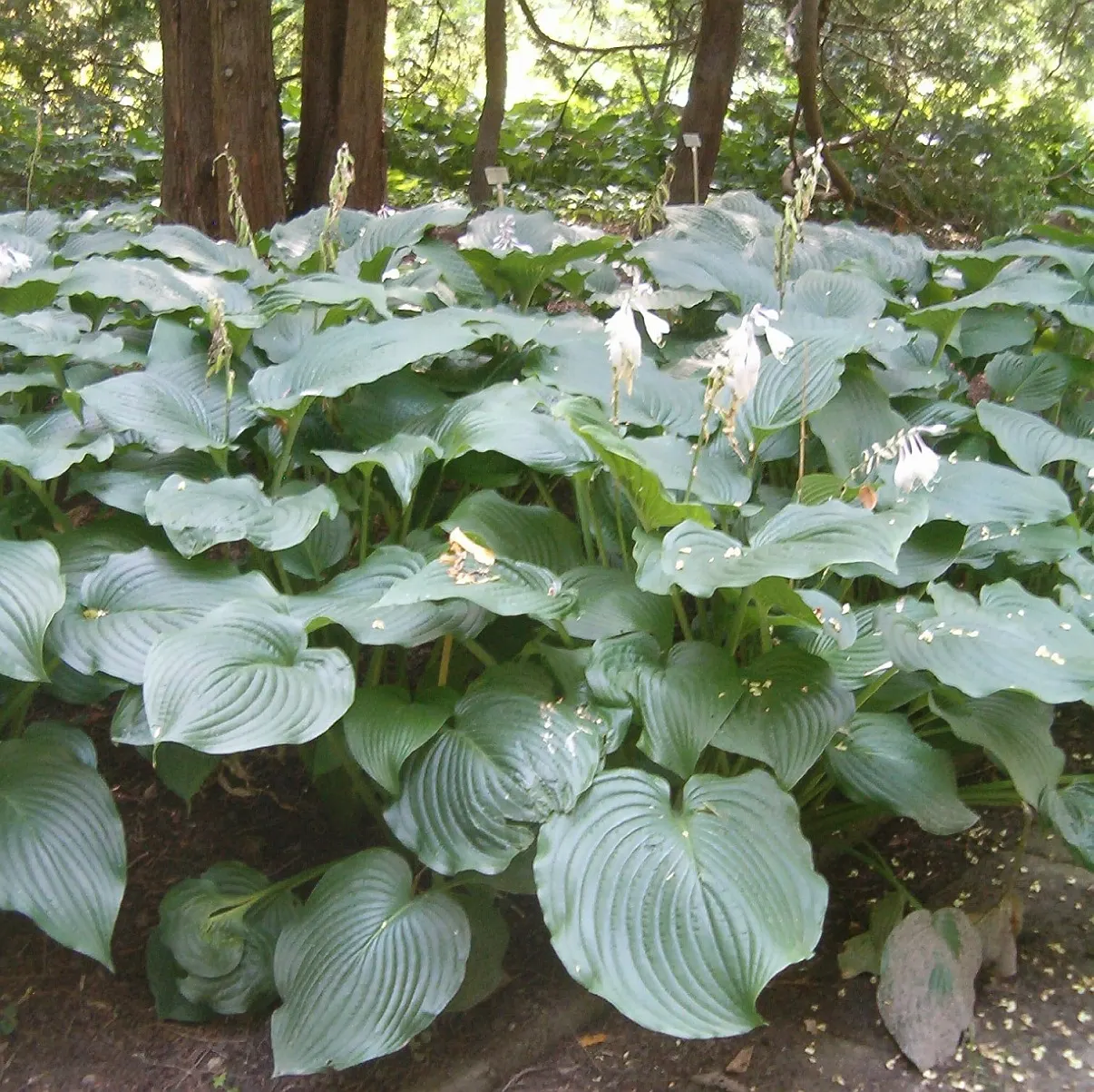 Hosta Species (Hosta Sp.) — often featuring striking variegation