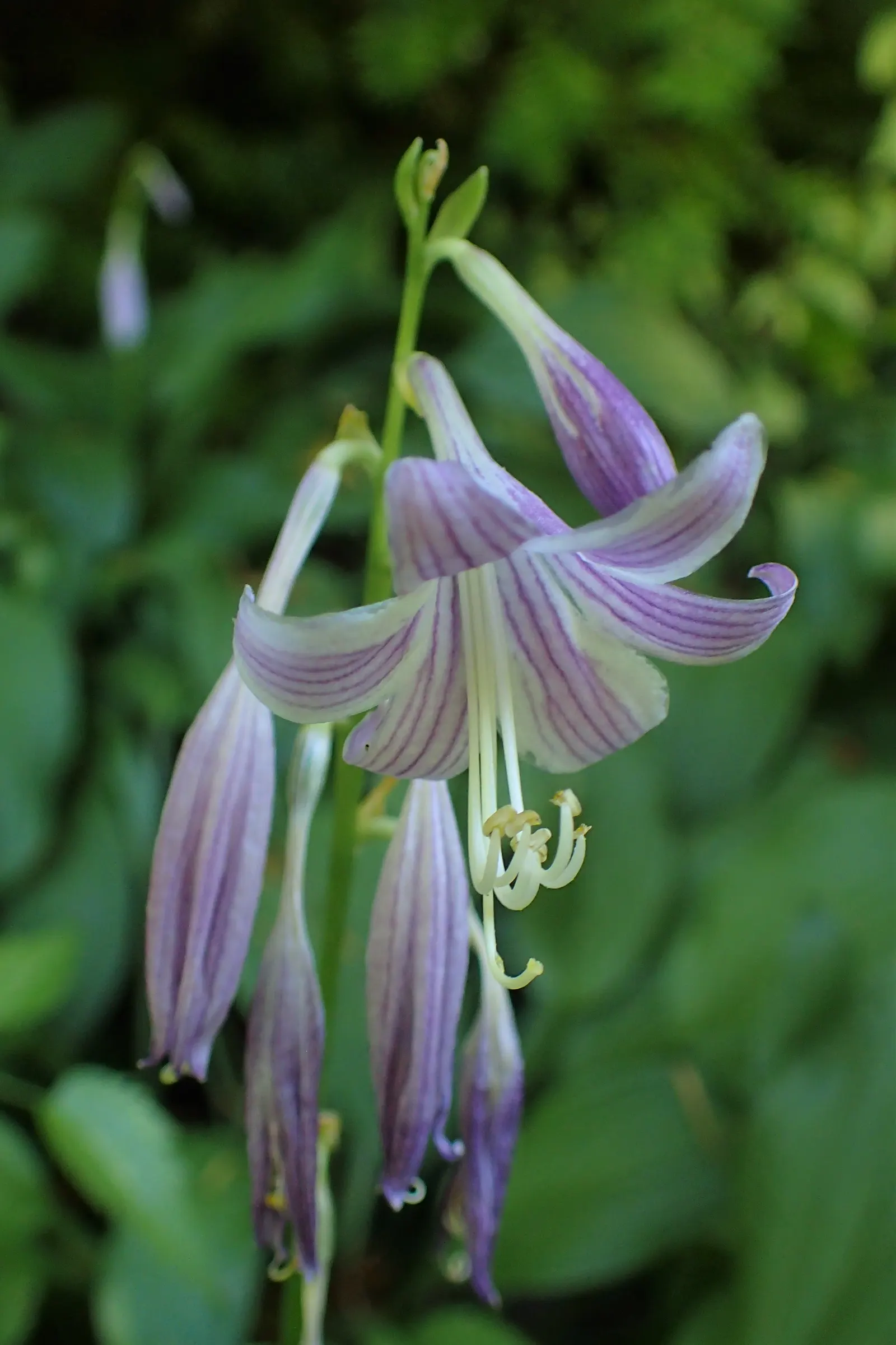 Hosta Species (Hosta Sp.) — It requires well-drained soil with pH levels ranging from 6.5 to 7.5; often featuring striking variegation
