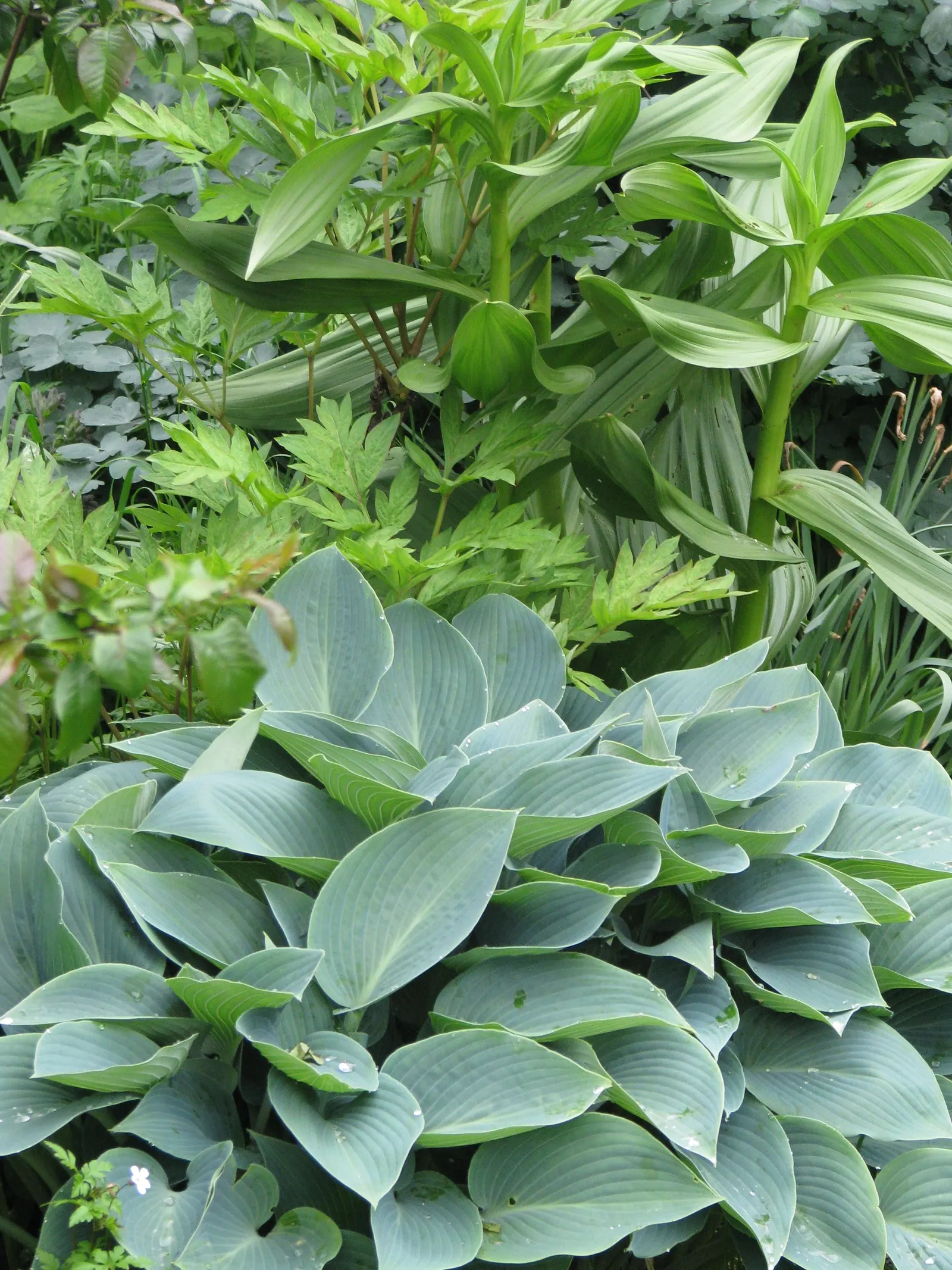 Hosta Species (Hosta Sp.) — With their serene beauty and easy care