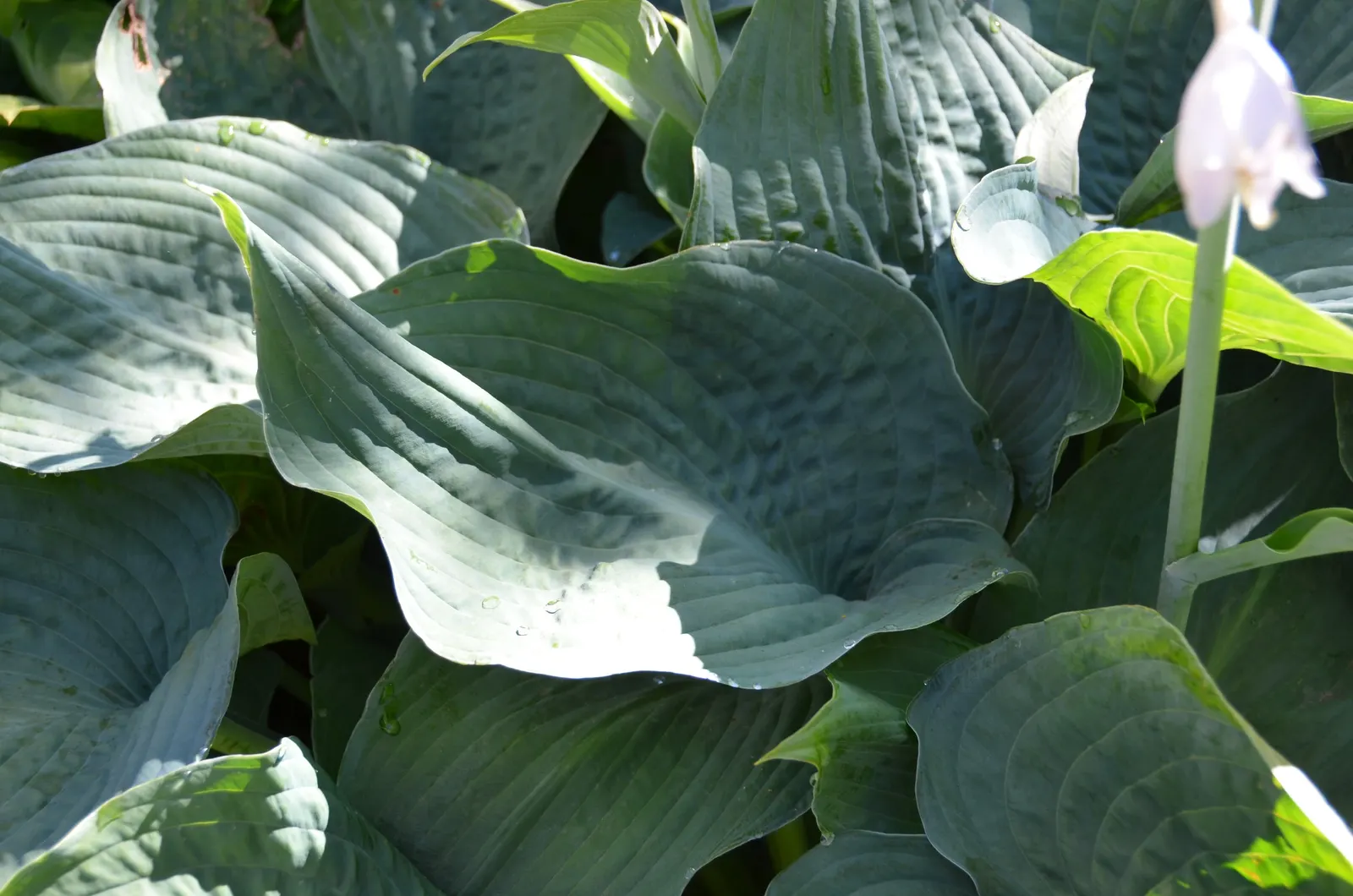 Hosta Species (Hosta Sp.) — with a spread that may extend from 1 to 6 feet