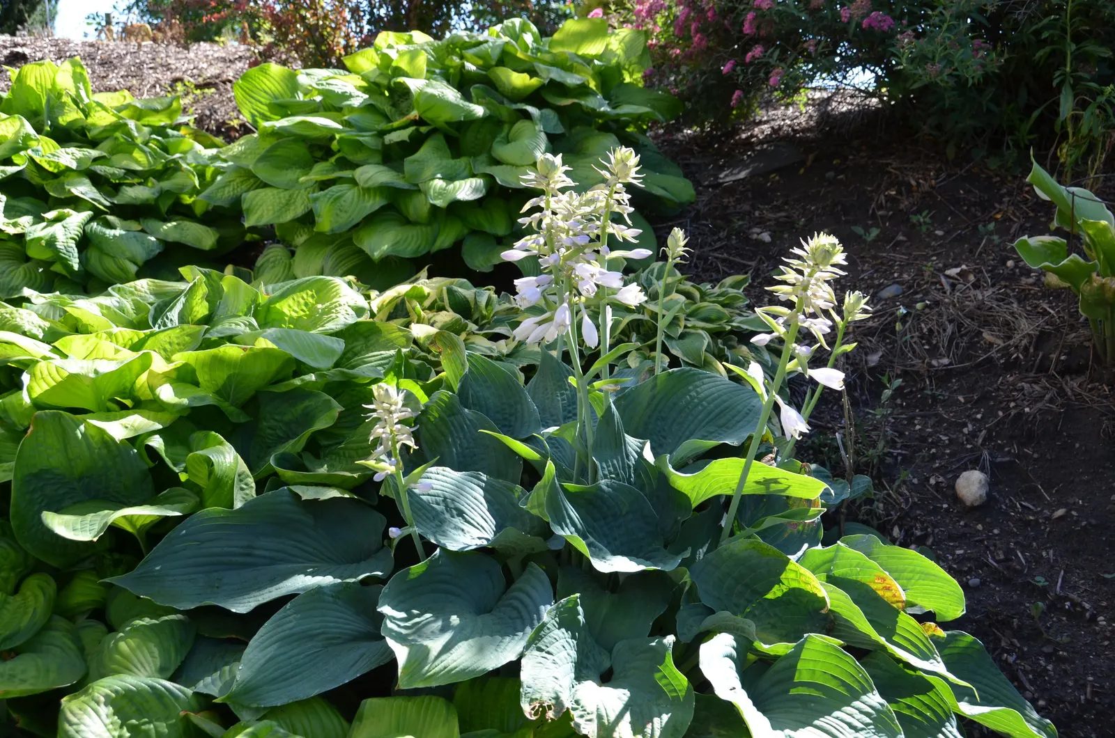 Hosta Species (Hosta Sp.) — they excel in providing ground cover and contrast in shade gardens or woodland settings
