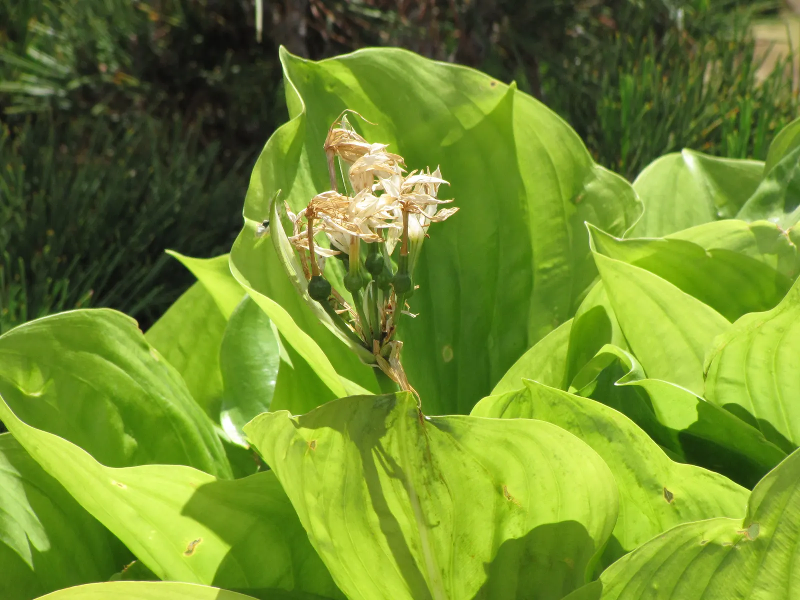Hosta Species (Hosta Sp.) — providing extensive ground cover.<br><br>Their foliage is their claim to fame; purple flowers in the garden
