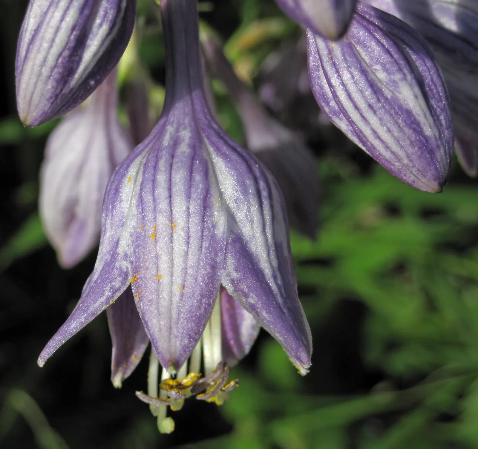 Hosta Species (Hosta Sp.) — commonly known as hostas or plantain lilies