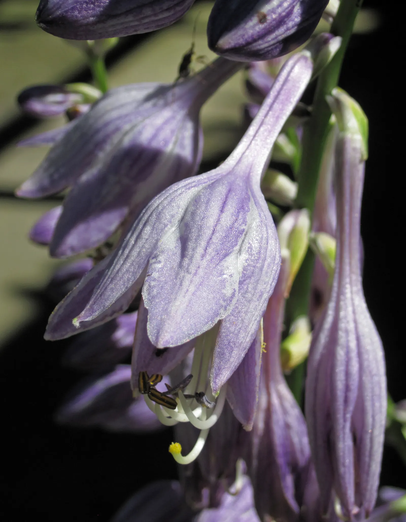 Hosta Species (Hosta Sp.) — ground cover / perennial with purple blooms; with leaves that may be solid or variegated in shades of green