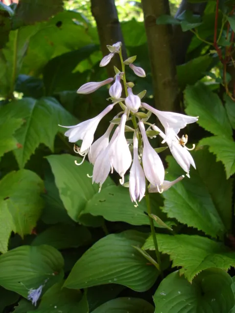 Hosta Species (Hosta Sp.) — Utilizing their diverse leaf shapes and textures